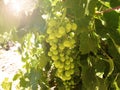 Green bunch of unripened grapes Royalty Free Stock Photo