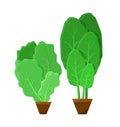 Green Bunches of Salad, Color Vector Illustration