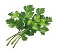 Green bundle of organic parsley for healthy eating