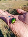 Green Buprestidae jewel beetle , Metallic wood-boring beetle, Sternocera aequisignata Royalty Free Stock Photo