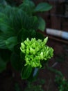 Green buquet in garden