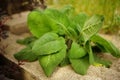 Green burdock bush growing in a summer garden Royalty Free Stock Photo