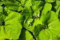 Green burdock bush leaves Royalty Free Stock Photo