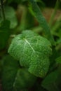 Green burdock growing in a summer garden Royalty Free Stock Photo