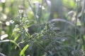 Green burdock herb or galium aparine - plant family gentianales Royalty Free Stock Photo