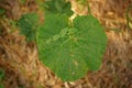 Green burdock herb grows in the dry grass Royalty Free Stock Photo