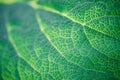 Green burdock leaf closeup, macro photo for background. Royalty Free Stock Photo
