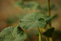 Green burdock plant growing in the garden Royalty Free Stock Photo