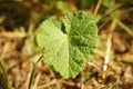 Green burdock plant with heart shape growing in the garden Royalty Free Stock Photo