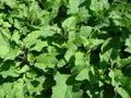 Green burdok bush closeup photo. Big burdock leaves texture Royalty Free Stock Photo