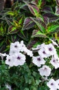 Green-burgundy coleus with brightly colored leaves and white petunia flowers on a flowerbed. Closeup