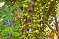 Green Burmese grape