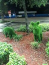 Green Bush animals