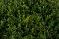 Green bush background - Buxus Royalty Free Stock Photo