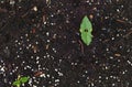 Green bush beans sprouting from outside garden soil Royalty Free Stock Photo