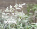 Green bush branch covered with ice Royalty Free Stock Photo