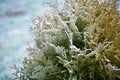 Green bush covered with morning frost, frozen plant, winter scene Royalty Free Stock Photo