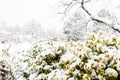 green bush covered with snow. Winter time Royalty Free Stock Photo