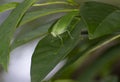 Green Bush Cricket or Katydid on Leaves Royalty Free Stock Photo
