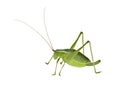 Green bush-cricket ( long horned grasshopper)
