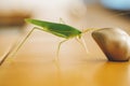 Green bush cricket or long-horned grasshopper catching on the drawer's knob