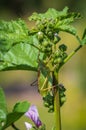 Green bush cricket sitting on the blooming branch of malva plant