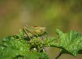 Green bush cricket Tettigonia cantans sitting on top of malva plant Royalty Free Stock Photo