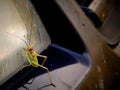 Green bush cricket of Tettigoniidae family climbing on car headlights.