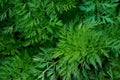 Green Bush of curly parsley close up macro.