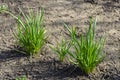 Green Bush daffodils in the spring in the front garden