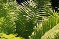 Green bush fern, long leaves. Sunny. Nature texture Royalty Free Stock Photo