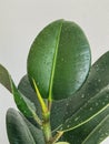 green bush ficus leaves natural. white background Royalty Free Stock Photo
