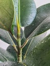 green bush ficus leaves natural. white background Royalty Free Stock Photo