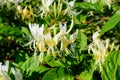 Green bush with fresh vivid yellow and white flowers of Lonicera periclymenum plant, known as European honeysuckle or woodbine in Royalty Free Stock Photo