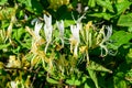 Green bush with fresh vivid yellow and white flowers of Lonicera periclymenum plant, known as European honeysuckle or woodbine in Royalty Free Stock Photo