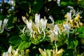 Green bush with fresh vivid yellow and white flowers of Lonicera periclymenum plant, known as European honeysuckle or woodbine in