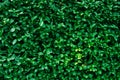 Green bush hedge wall horizontal background with fresh leaves