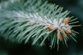 The green bush of a herringbone closeup