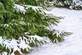 The green bush of a herringbone is covered with snow