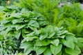 Green bush of Hosta and fern in summer. Royalty Free Stock Photo