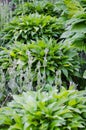 Green bush of Hosta and fern in summer. Royalty Free Stock Photo