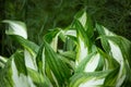 Green bush Hosta. Hosta leaves. Beautiful Hosta leaves background. Hosta - an ornamental plant for landscaping park and garden Royalty Free Stock Photo