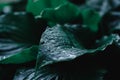 Green Bush of hosta. Large green leaves of an ornamental plant Royalty Free Stock Photo