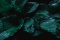 Green Bush of hosta. Large green leaves of an ornamental plant Royalty Free Stock Photo