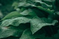 Green Bush of hosta. Large green leaves of an ornamental plant Royalty Free Stock Photo