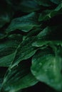 Green Bush of hosta. Large green leaves of an ornamental plant Royalty Free Stock Photo