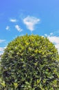 Green bush isolated on blue sky and beautiful clouds in the garden.