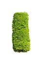 Green bush isolated Royalty Free Stock Photo