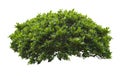 Green bush isolated on white background. Royalty Free Stock Photo