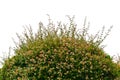 Green bush isolated on white background.